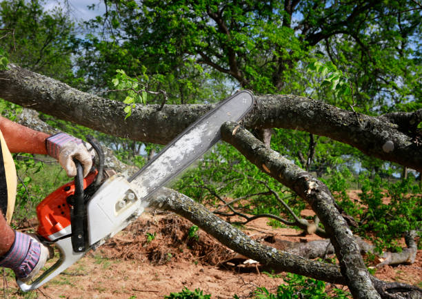 How Our Tree Care Process Works  in  Addison, TX